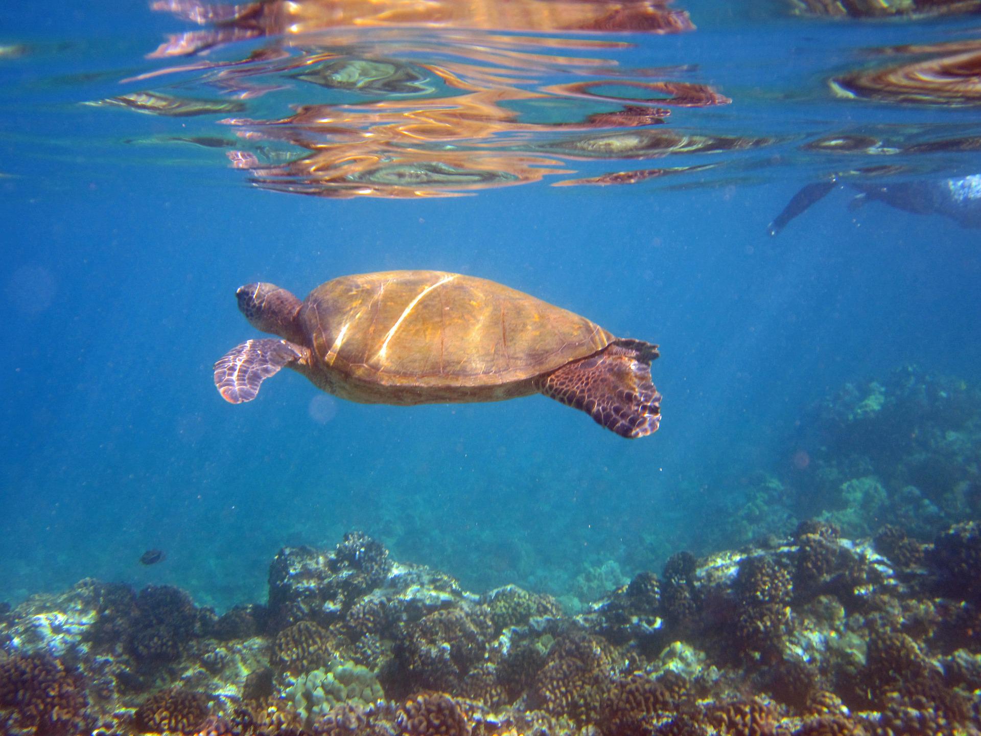 turtle muai hawaii