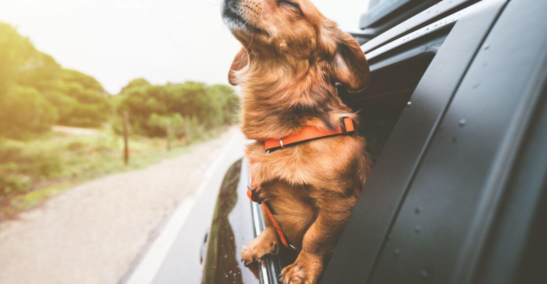 dog-in-car-window-IEVR